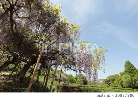 横須賀しょうぶ園　黒龍藤 30827886