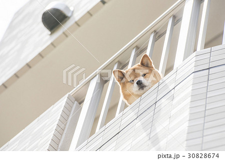 ベランダから顔を出す柴犬 30828674