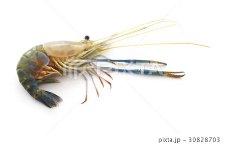 Raw shrimp on white background 30828703