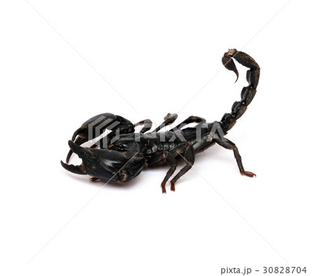 Scorpion on white background. 30828704