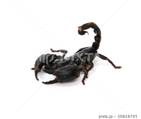 Scorpion On White Background の写真素材