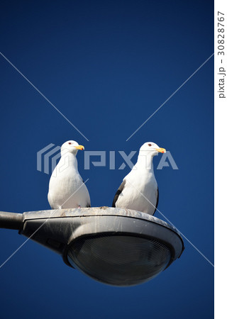 街灯の上に止まっている二羽のカモメを青空をバックに撮影 30828767