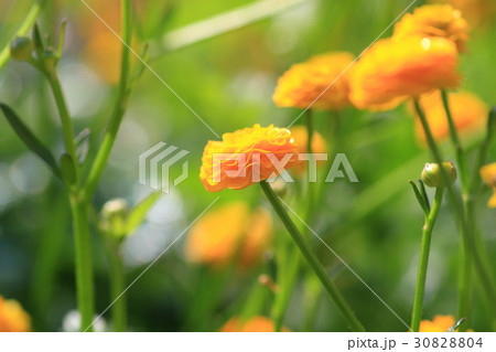 ラナンキュラスゴールドコイン 30828804