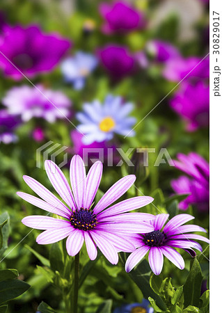 daisy flowers on the nature, outdoor garden 30829017