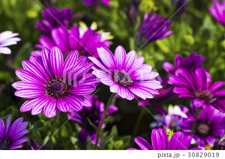 daisy flowers on the nature, outdoor garden 30829019