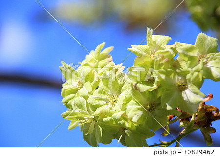 御衣黄桜 30829462