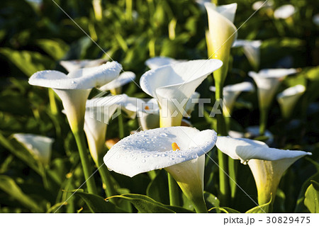 Calla lily field 30829475