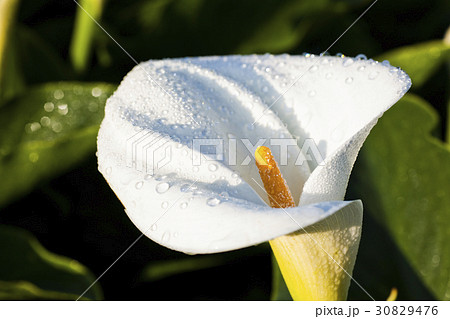 Calla lily field Calla lily field 30829476