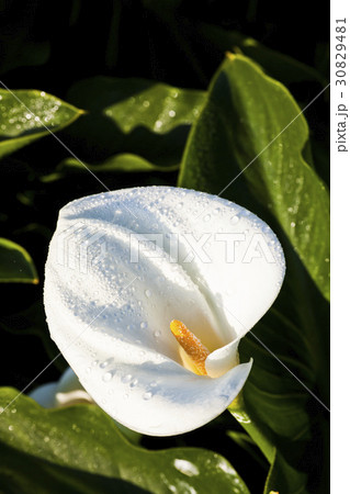 Calla lily field 30829481