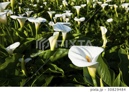 Calla lily field Calla lily field 30829484