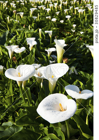Calla lily field Calla lily field 30829485