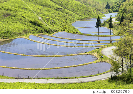 産山村の扇棚田 30829799