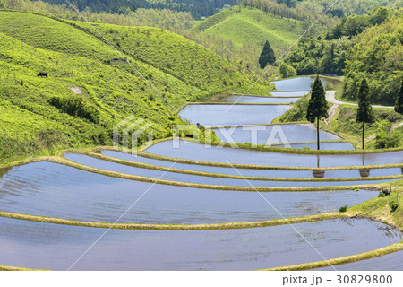 産山村の扇棚田 30829800