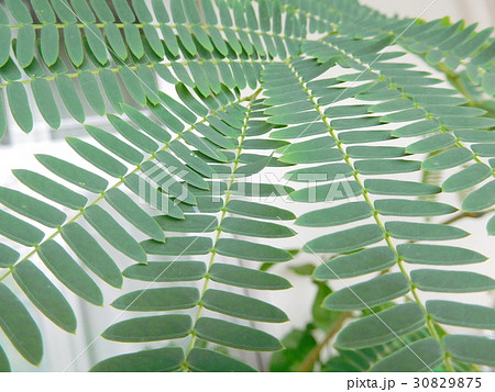 ネムノキ 30829875