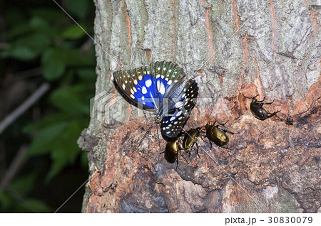 オオムラサキ オオムラサキ 30830079