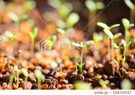 芽 葉 発芽 芽 葉 発芽 30830097