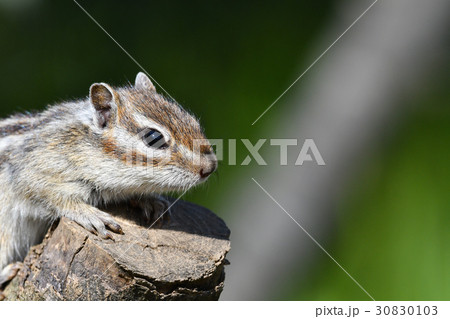 【動物】シマリス(14) 【動物】シマリス(14) 30830103