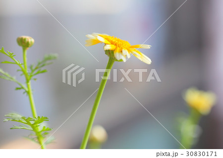 菊 春菊の花 シュンギク 菊 春菊の花 シュンギク 30830171
