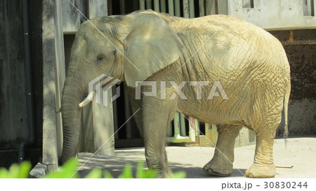 ぞう 30830244