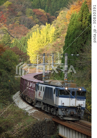 紅葉の中国山地を駆け抜けるEF64貨物列車 30830391
