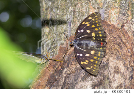 オオムラサキ 30830401