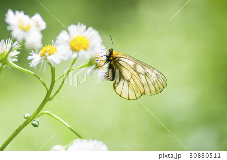 ウスバシロチョウ ウスバシロチョウ 30830511