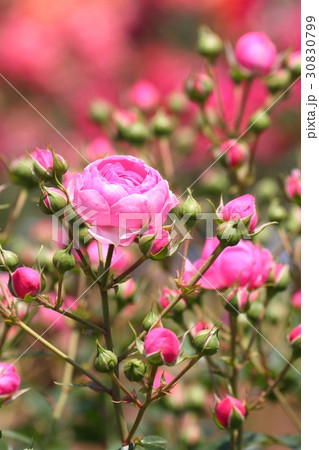 薔薇(ポンポネッラ - Pomponella) 薔薇(ポンポネッラ - Pomponella) 30830799
