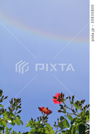 赤いバラの花と日暈と青空 赤いバラの花と日暈と青空 30830800