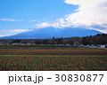 花のある富士山 30830877