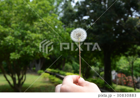 熱帯植物 南洋植物 熱帯性植物 30830883