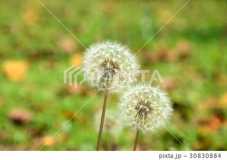 熱帯植物 南洋植物 熱帯性植物 30830884