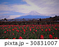 富士山とチューリップ 30831007
