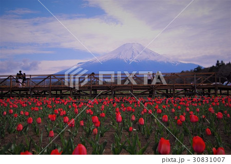 富士山とチューリップ 30831007