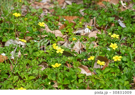 ヘビイチゴの花 ヘビイチゴの花 30831009