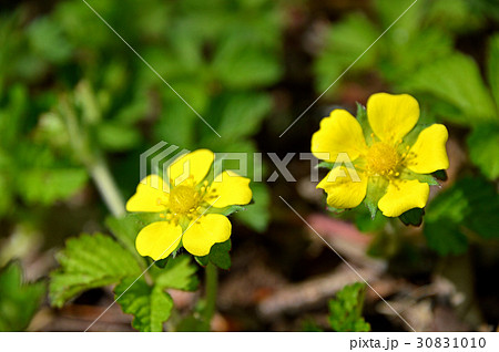 ヘビイチゴの花 30831010