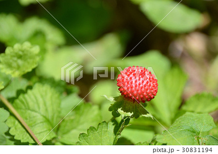 ヘビイチゴ（蛇苺） 30831194