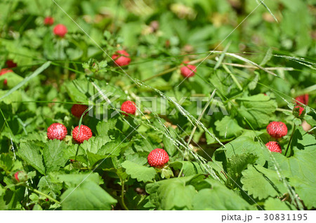 ヘビイチゴ(蛇苺) ヘビイチゴ(蛇苺) 30831195