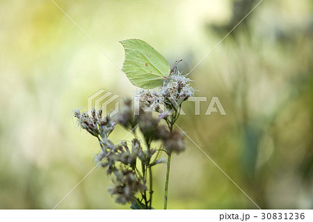ヤマキチョウ 30831236