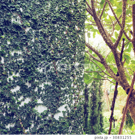 white mortar wall covered with green natural ivy 30831255