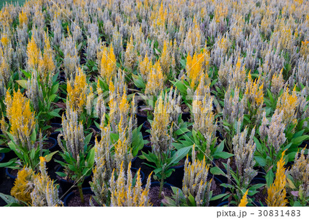Yellow cockscomb flower in spring natural  30831483