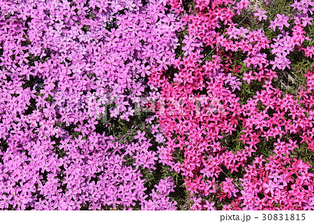 2色の芝桜 30831815
