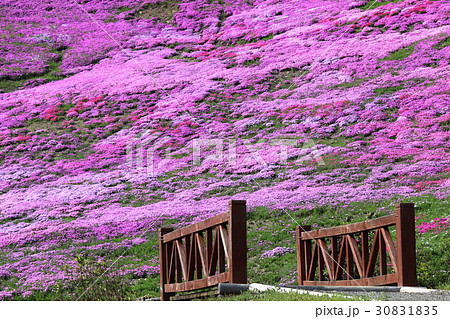 芝桜へと続く橋 30831835