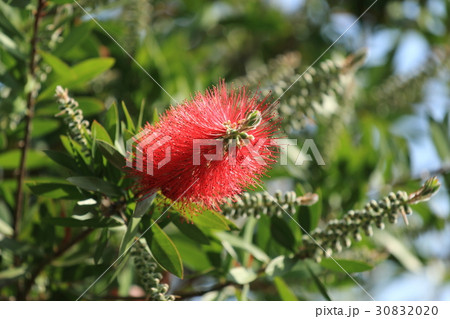 ブラシの木 ブラシの木 30832020