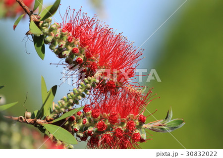 ブラシの木 ブラシの木 30832022