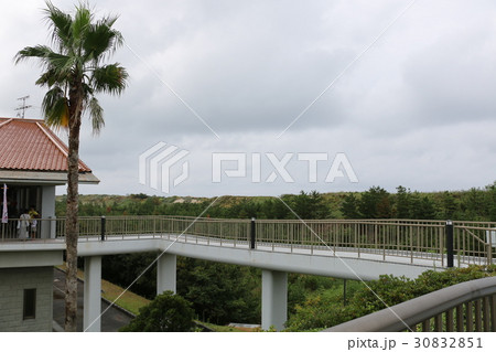 南国、シュロ 南国、シュロ 30832851