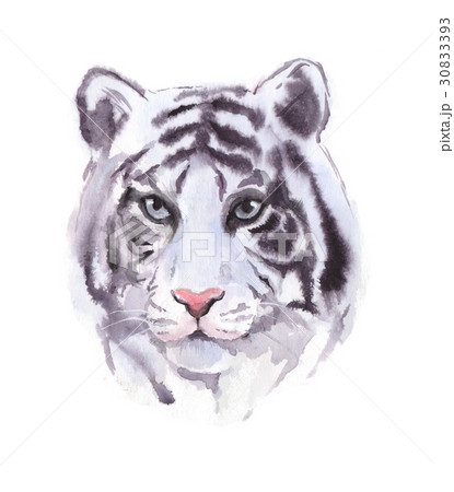 White tiger. Watercolor illustration 30833393