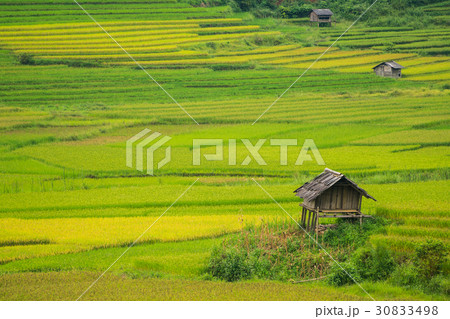 Terraced rice field in Mu Cang Chai, Vietnam Terraced rice field in Mu Cang Chai, Vietnam 30833498