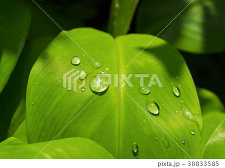 nature background 30833585
