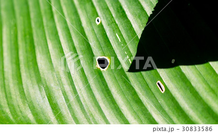 nature background 30833586