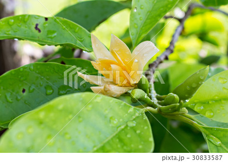 flower flower 30833587